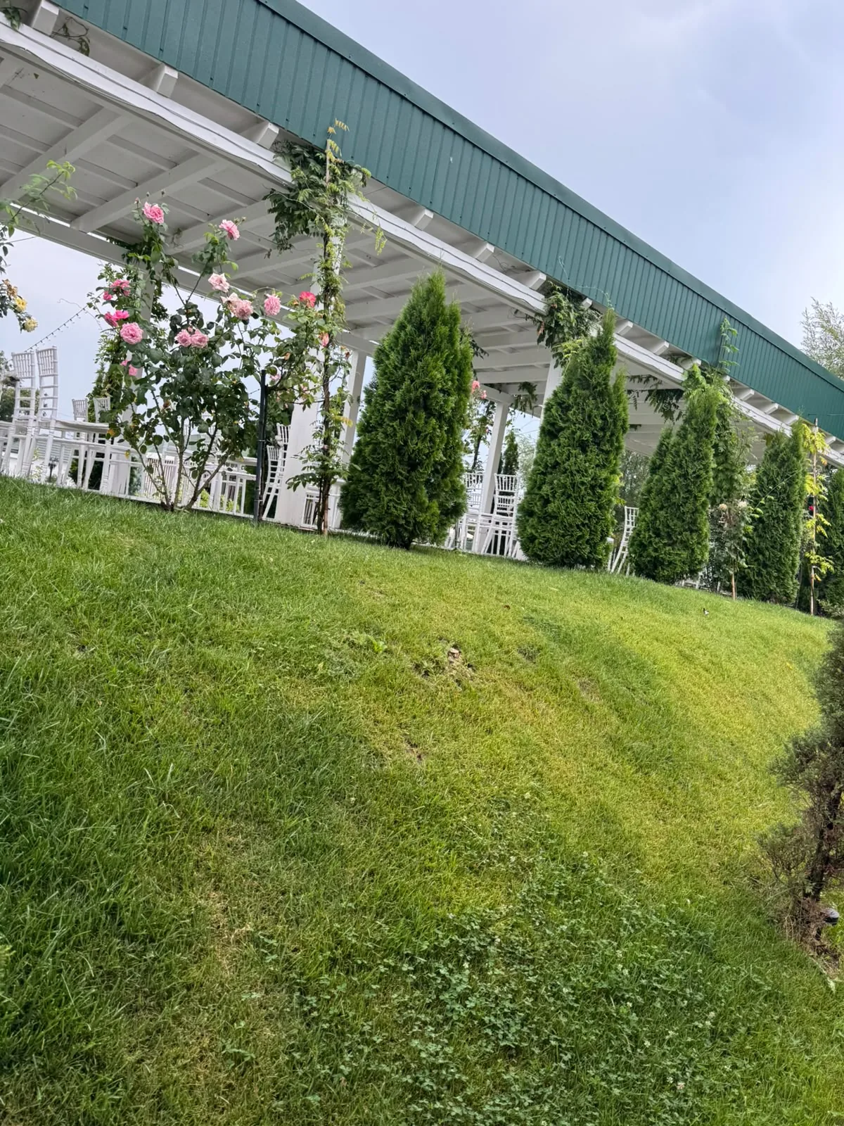 Cununii în grădină — pergola albă și vegetația din jur